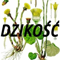 dzikość