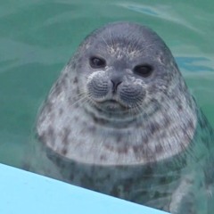 Smart seal playing games