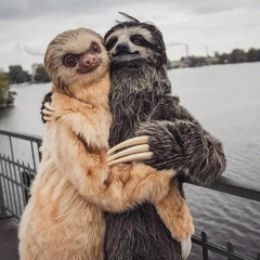sloths