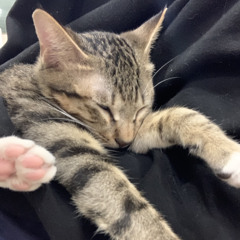 張晏瑜