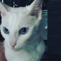 Bella