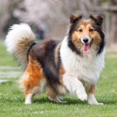 max_charlie