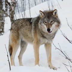 ATENWOLF