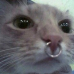 신희