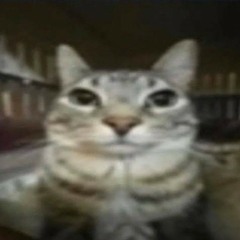 Kitty