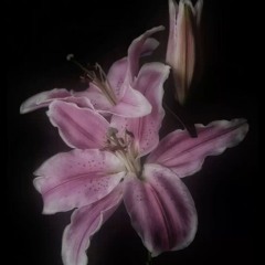 liliy.702
