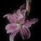 liliy.702