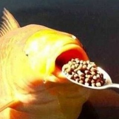 Opaku_669