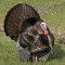 Mr.Turkey