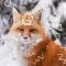 Foxi🦊