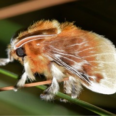 Flannel Moth