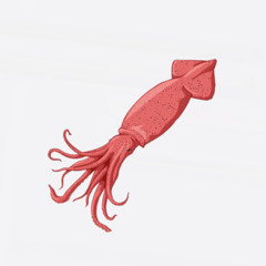 The Squid