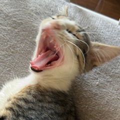 Eris