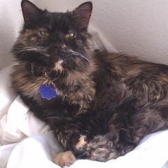 Jessie
