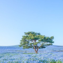 hoang