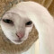 Kat Banana