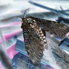 Cerura