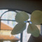 daisy_nd