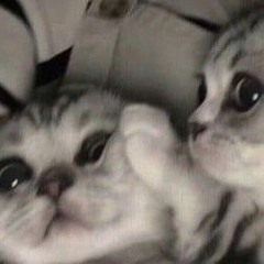 котики мой новый стиль🐈
