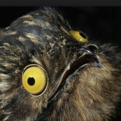 ProfessorPotoo