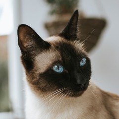 Fotiniya