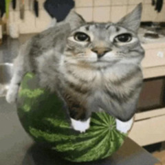 melon car official