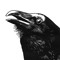 The Raven