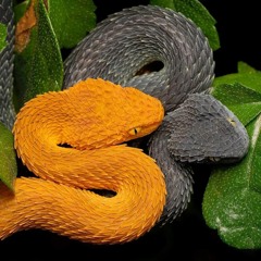 Tyler-jay Richardson