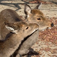 か鹿沢