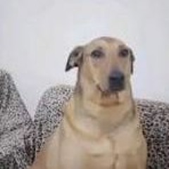 dapenha conta