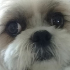 chicks cannot hold the smoke