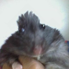 Cookie