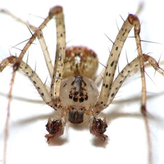 Scaly Spider