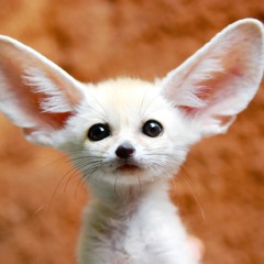 A Mortician's Windpipe TM