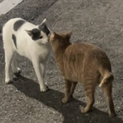 해토