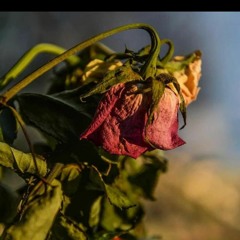 ibrahim_dndan