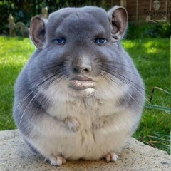 pipliiiii