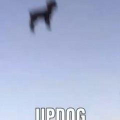 updog