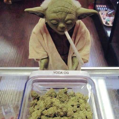 yoda’s avatar