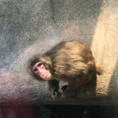 레서스원숭이