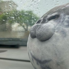 Fat seal 🦭