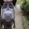 donkeymonkeyuwu