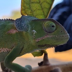 Mr.timax