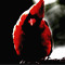 The Burning cardinal