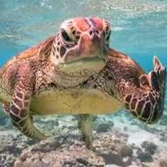 hyperturtle