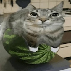 Bpaco
