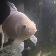 knarly