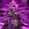 autogroweruk