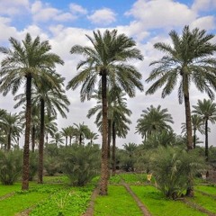 كلاسيك جاسم