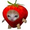 strawberry cat